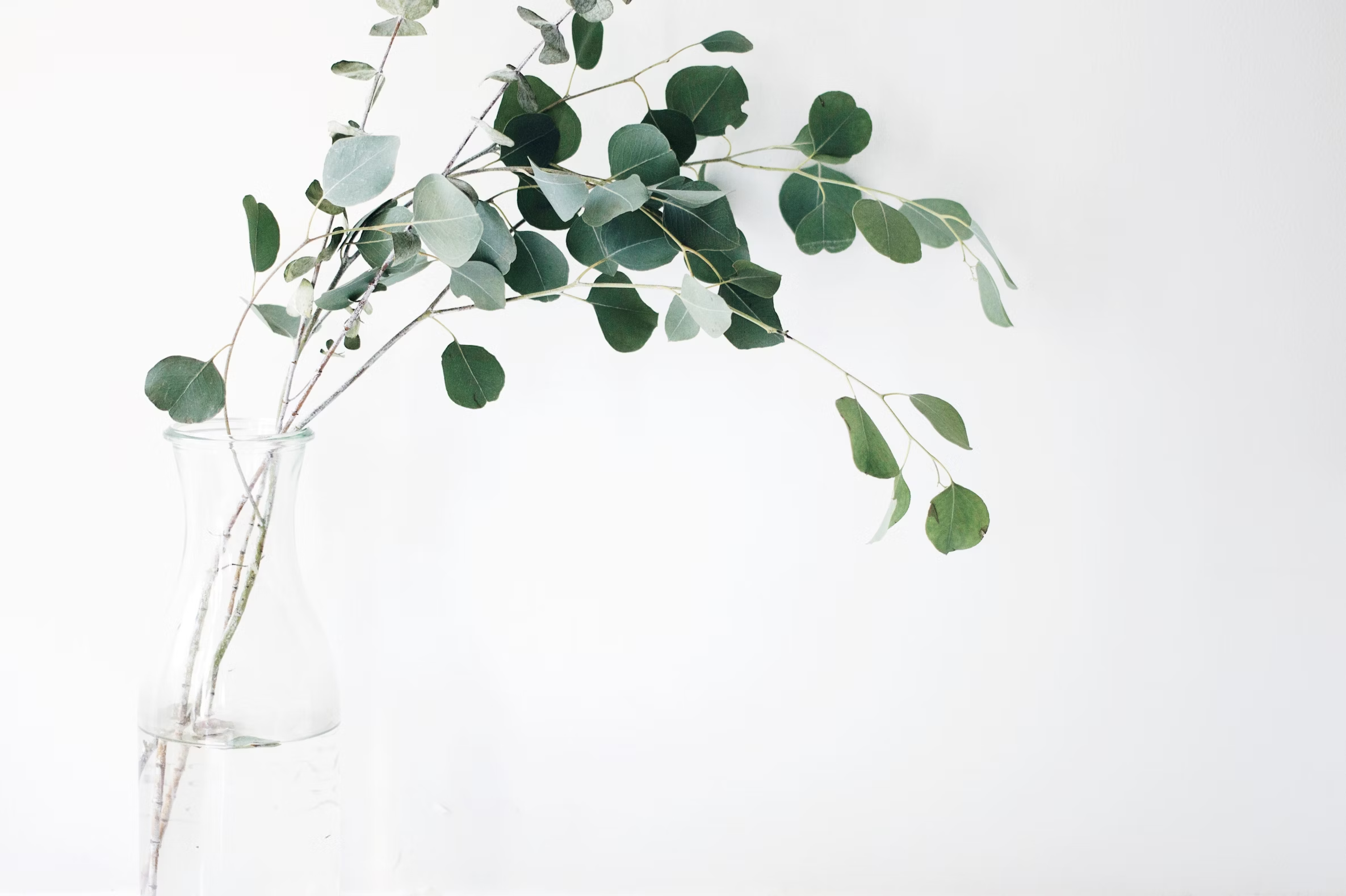Placeholder plant image