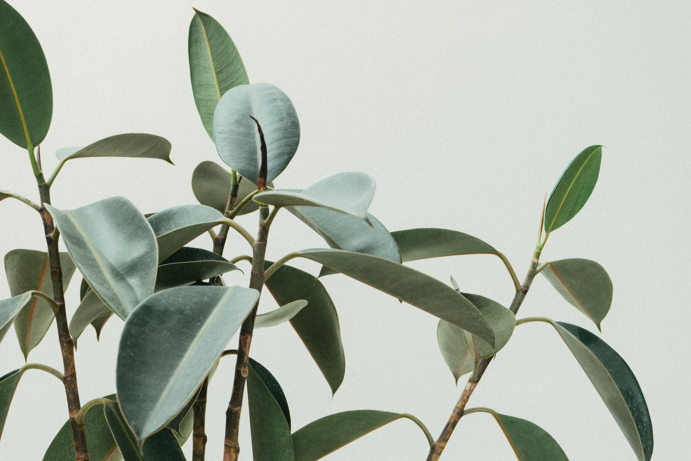 Placeholder plant image