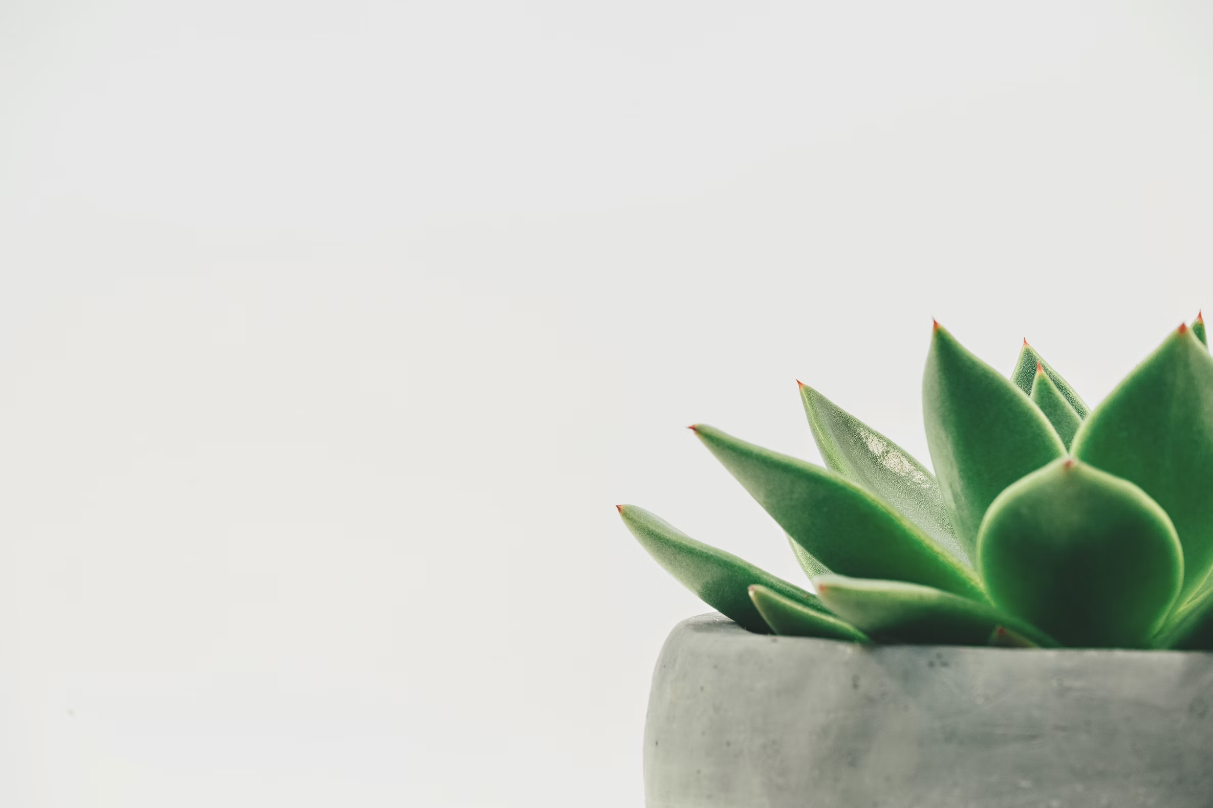 Placeholder plant image